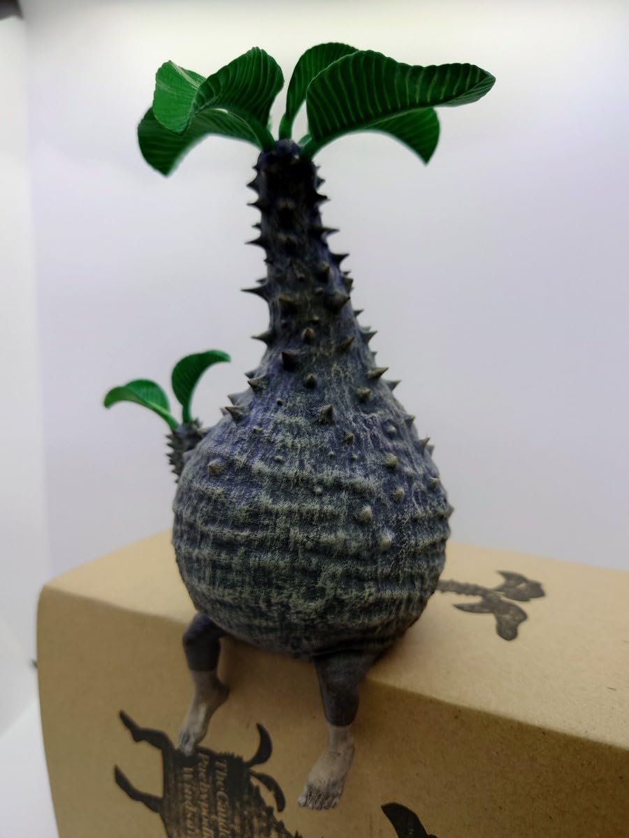 Amazon.co.jp: OZWRT TheCaudexMan PachypodiuMan Windsoriiオペルクリ